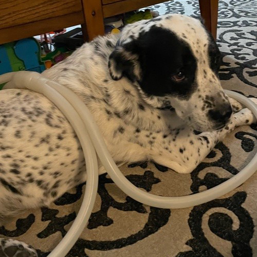 Dog wavewings magnawave